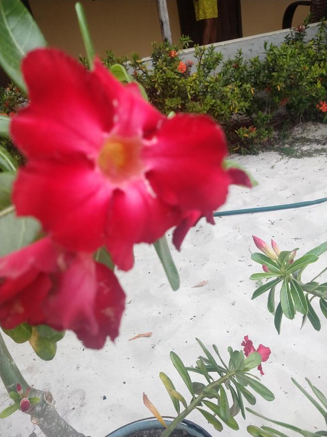 Pousada Flor Do Deserto - Mandacaru Santo Amaro do Maranhao Dış mekan fotoğraf